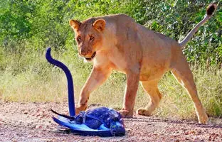 نبرد حماسی عقاب، مامبای سیاه و شیرها در حیات وحش + ویدئو