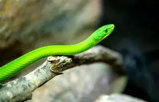 راهنمای سفر؛ اگر از مار می‌ترسید به اینجا سفر کنید