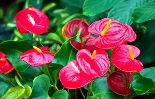 عشق را در گلدان بکارید؛ 7 گیاه آپارتمانی که نماد عشق و محبت اند!