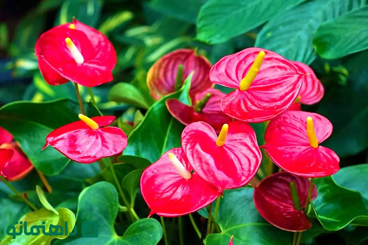 عشق را در گلدان بکارید؛ 7 گیاه آپارتمانی که نماد عشق و محبت اند!