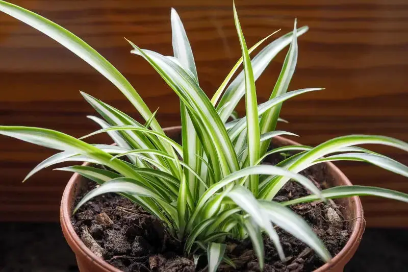 روش نگهداری و تکثیر گیاه گندمی در آپارتمان