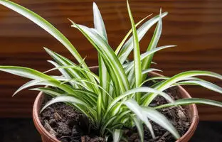 روش نگهداری و تکثیر گیاه گندمی در آپارتمان