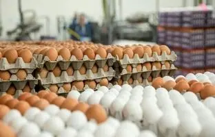
قیمت تخم مرغ اعلام شد؛ بالاتر از این قیمت نخرید
