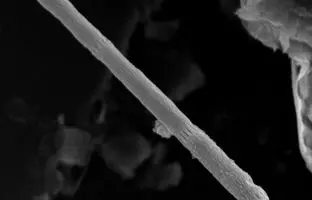 کشف شگفت‌انگیز موجودی که همانند سیم برق زنده است