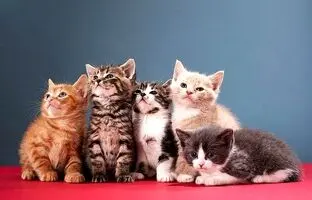 همکاری بی‌نظیر گربه‌ها برای سرقت از یخچال + ویدئو
