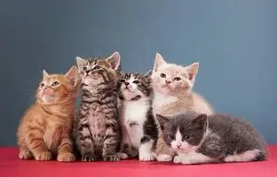 همکاری بی‌نظیر گربه‌ها برای سرقت از یخچال + ویدئو