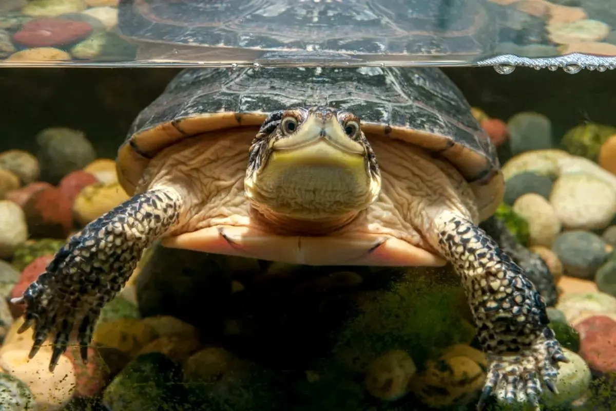 رکوردداران حبس نفس؛ کدام حیوانات بیشتر زیر آب دوام می‌آورند؟ 