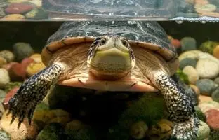 رکوردداران حبس نفس؛ کدام حیوانات بیشتر زیر آب دوام می‌آورند؟ 