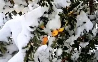 برف مجال برداشت محصولات کشاورزی در آذربایجان‌غربی را نداد + ویدئو