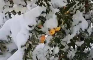 برف مجال برداشت محصولات کشاورزی در آذربایجان‌غربی را نداد + ویدئو