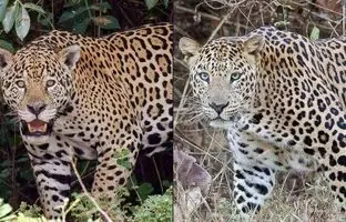  «پلنگ» و «جگوار» چه تفاوتی با هم دارند؟ 