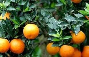 مهمترین خواص نارنج را بشناسید و از آن استفاده کنید