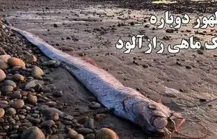 ظهور دوباره یک ماهی رازآلود / سر و کله پیشگوی مصیبت پیدا شده + ویدئو