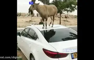 (ویدئو)  بالا رفتن بز سیاه روی سقف ماشین برای خوردن برگ‌های درخت