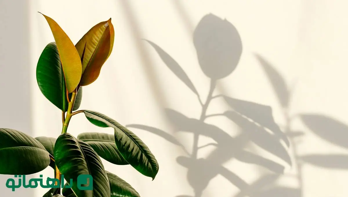 ترفندهای آبیاری گیاه فیکوس در سفرهای نوروزی