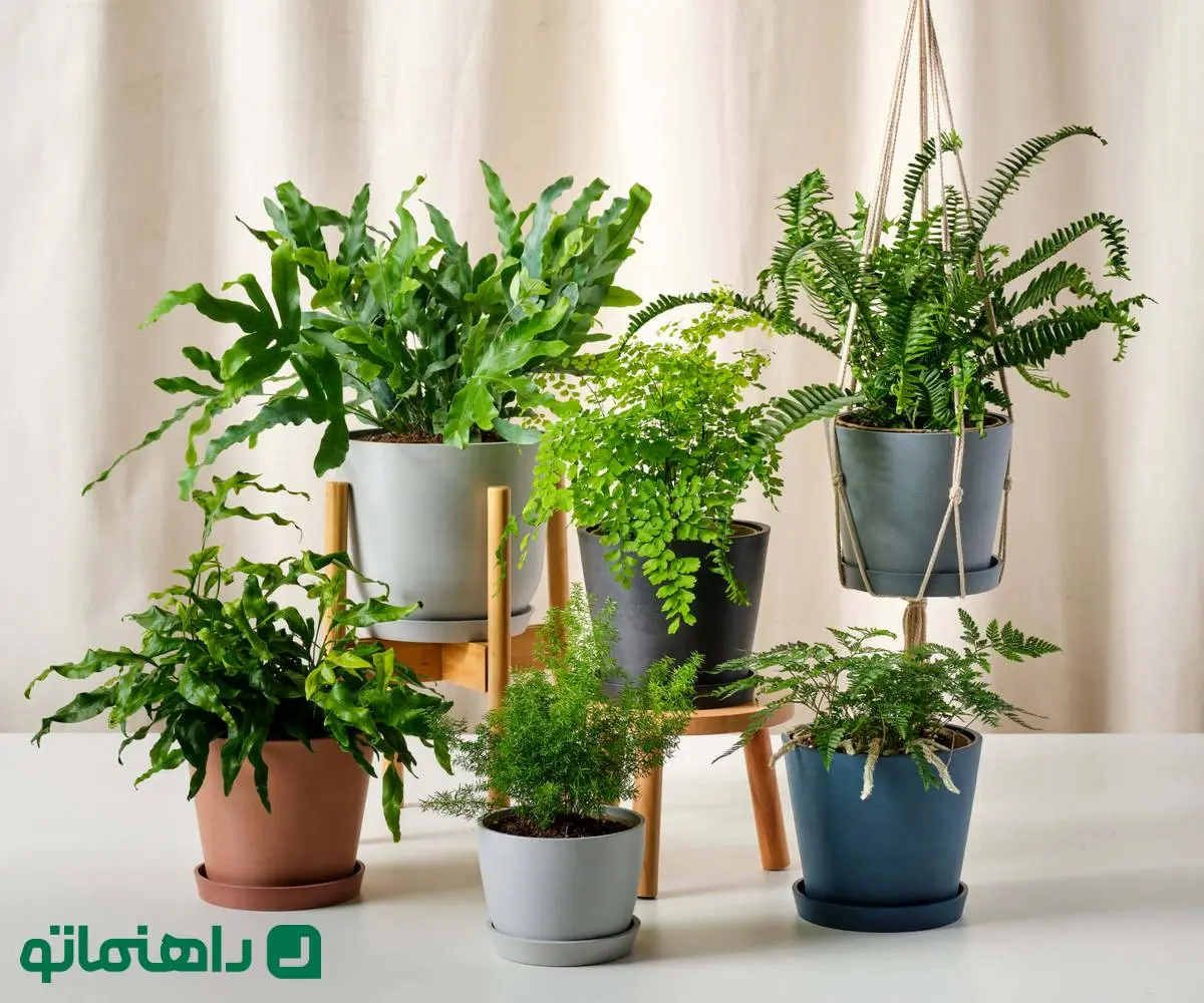 انواع سرخس؛ بی‌نظیرترین گیاهان آپارتمانی برای افراد پرمشغله