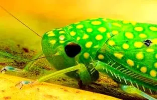 عکاسی از یک شاهکار طبیعت؛ زنجره‌ ای با نقش و نگار فراتر از تصور