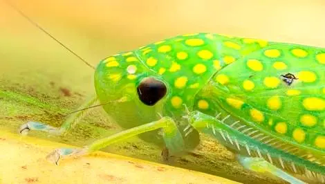 عکاسی از یک شاهکار طبیعت؛ زنجره‌ ای با نقش و نگار فراتر از تصور