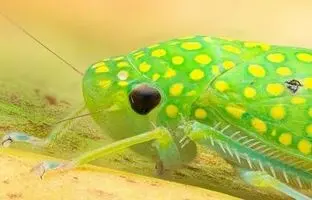 عکاسی از یک شاهکار طبیعت؛ زنجره‌ ای با نقش و نگار فراتر از تصور