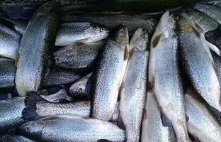 یک ترفند ساده برای فیله کردن ماهی قزل آلا + ویدئو