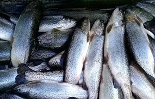 یک ترفند ساده برای فیله کردن ماهی قزل آلا + ویدئو
