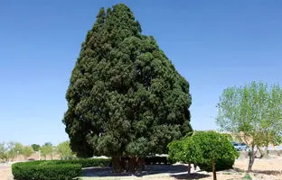  کهنسال‌ترین درخت ایران ثبت ملی شد 