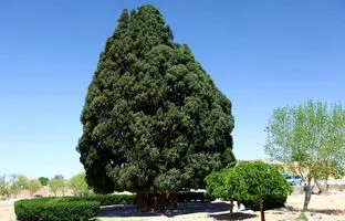  کهنسال‌ترین درخت ایران ثبت ملی شد 