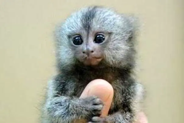با کوچکترین میمون جهان آشنا شوید + ویدئو