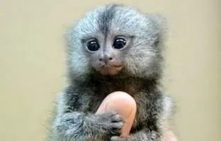 با کوچکترین میمون جهان آشنا شوید + ویدئو