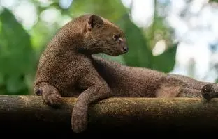 آشنایی با عجیب‌ترین گربه جهان / راز پنهان در چهره جگواروندی