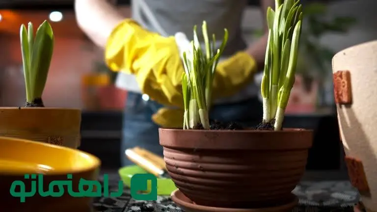 ۵ پیاز گل که نباید در گلدان بکاریم