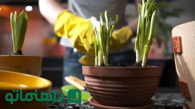 ۵ پیاز گل که نباید در گلدان بکاریم