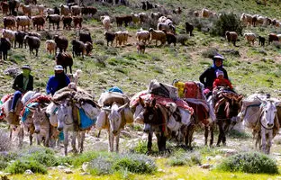 کوچ بهاره عشایر به پایان رسید