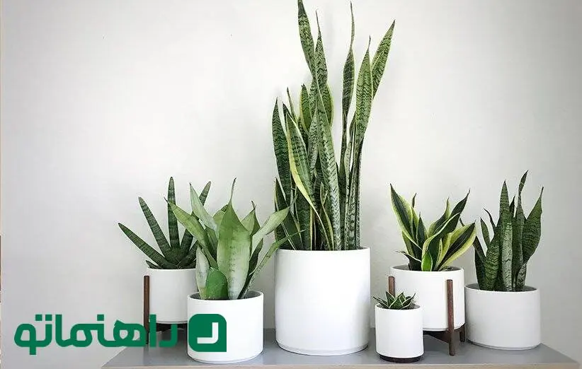 گیاهان آپارتمانی خوش یمن برای متولدین اسفند ماه