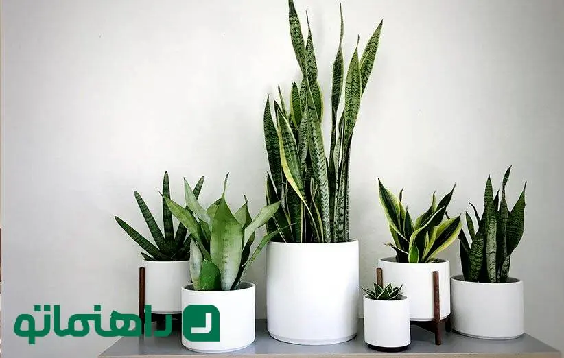 گیاهان آپارتمانی خوش یمن برای متولدین اسفند ماه