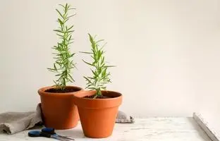 راهنمای کامل پرورش گیاه رزماری در خانه و گلدان + نکات نگهداری و استفاده