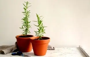 راهنمای کامل پرورش گیاه رزماری در خانه و گلدان + نکات نگهداری و استفاده