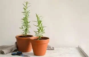 راهنمای کامل پرورش گیاه رزماری در خانه و گلدان + نکات نگهداری و استفاده