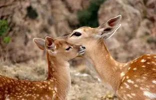 تولد نخستین گوساله‌های گوزن زرد ایرانی در ارومیه 