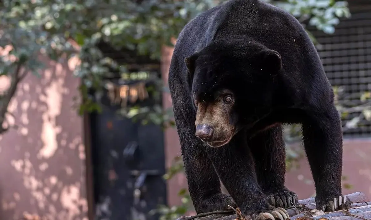 سه خرس در حال بازی روی تاب کودکان دیده شدند + ویدئو