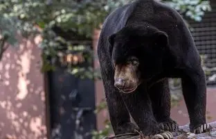 سه خرس در حال بازی روی تاب کودکان دیده شدند + ویدئو