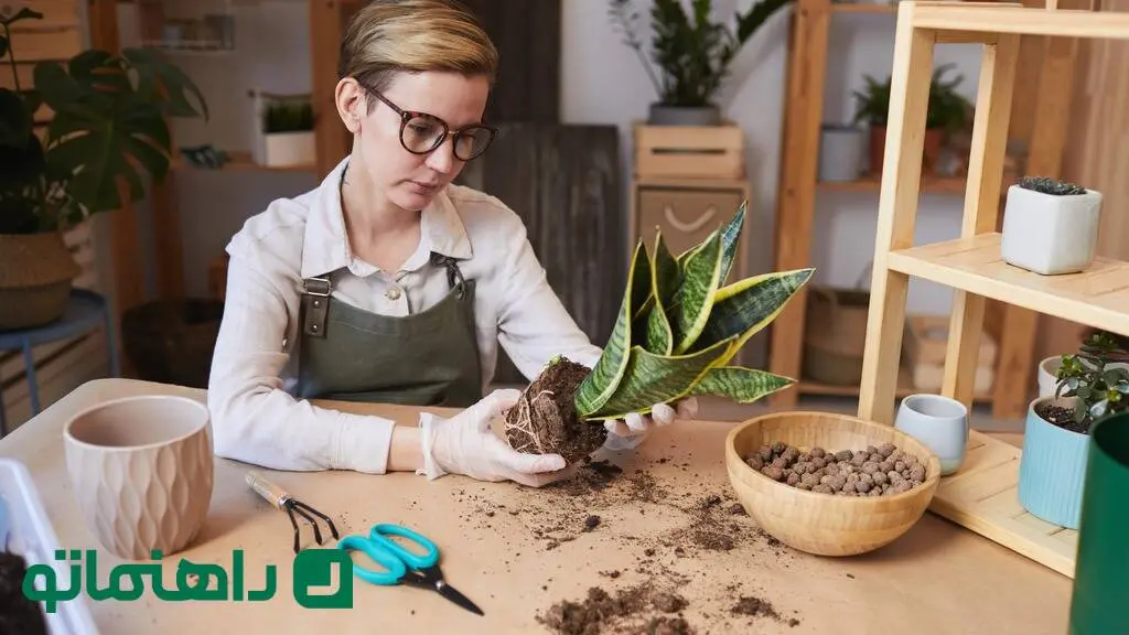 ۱۱ باور اشتباه در نگهداری از گیاهان آپارتمانی که به آنها آسیب می‌زند