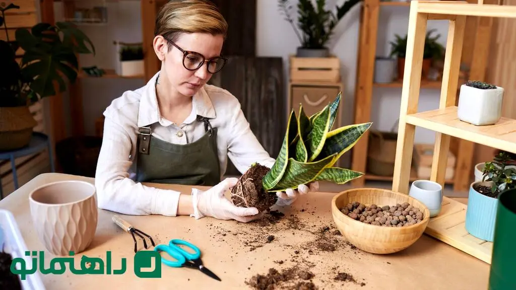 ۱۱ باور اشتباه در نگهداری از گیاهان آپارتمانی که به آنها آسیب می‌زند