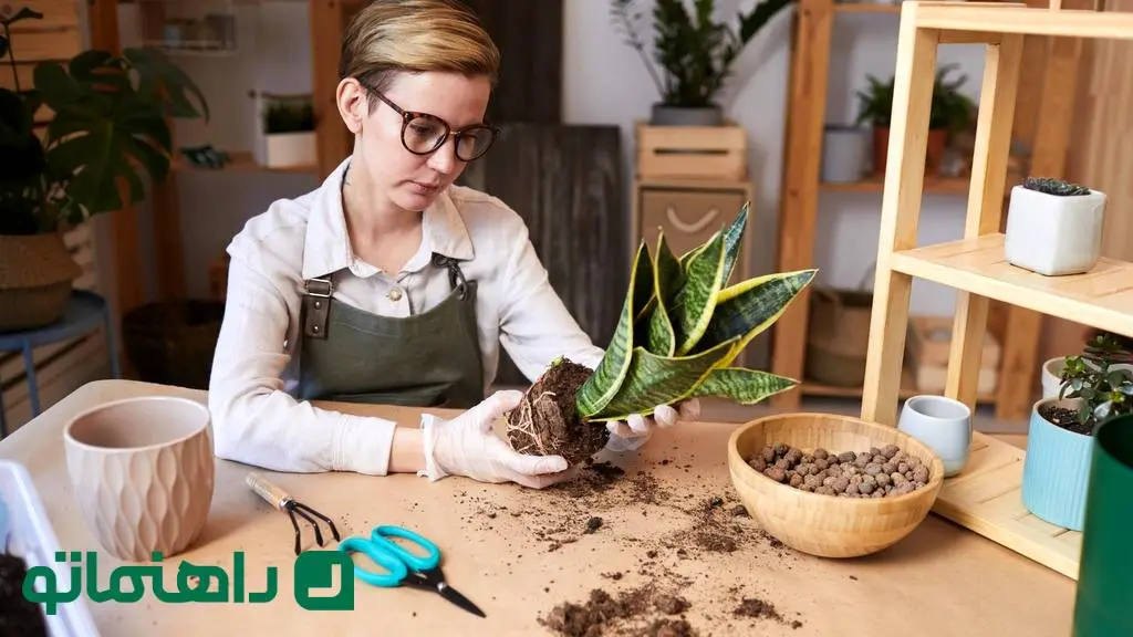 ۱۱ باور اشتباه در نگهداری از گیاهان آپارتمانی که به آنها آسیب می‌زند