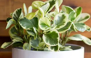 راهنمای تکثیر و پرورش گیاه قاشقی ابلق