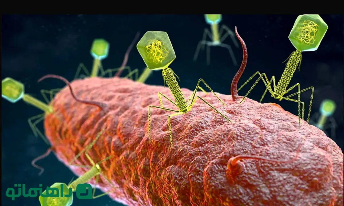 تریلیون‌ها؛ ویروسی که اگر نباشند، بیمار می‌شوید