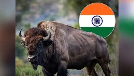 گاور؛ بزرگ‌ترین گاو وحشی جهان که ببر و تمساح از شکار آن عاجز است!