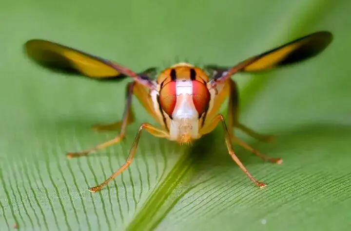 دانشمندان مگس را به کوکائین علاقه‌مند کردند