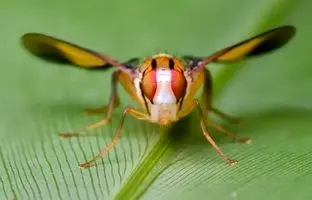 دانشمندان مگس را به کوکائین علاقه‌مند کردند