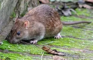 چرا به موش‌های تهران موش نروژی می‌گویند؟